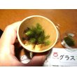 画像5: 作製キット　苔テラリウム　赤　金魚鉢 (5)