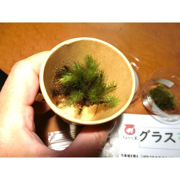 画像5: 作製キット　苔テラリウム　青　金魚鉢 (5)