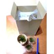 画像7: 作製キット　苔テラリウム　青　金魚鉢 (7)