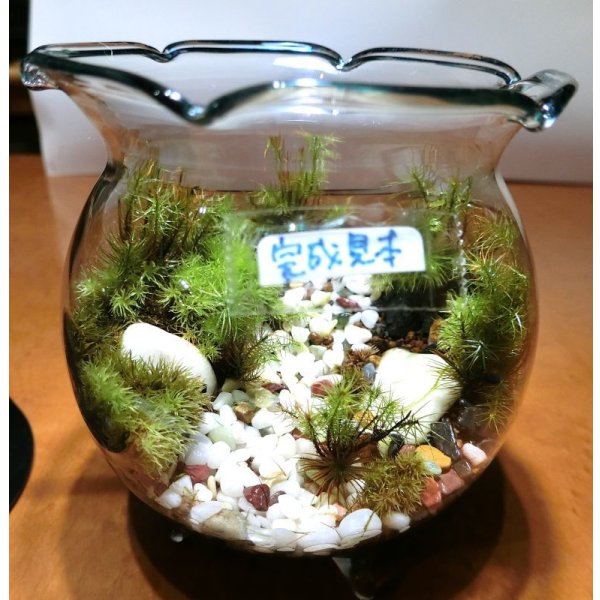 画像3: 作製キット　苔テラリウム　青　金魚鉢 (3)