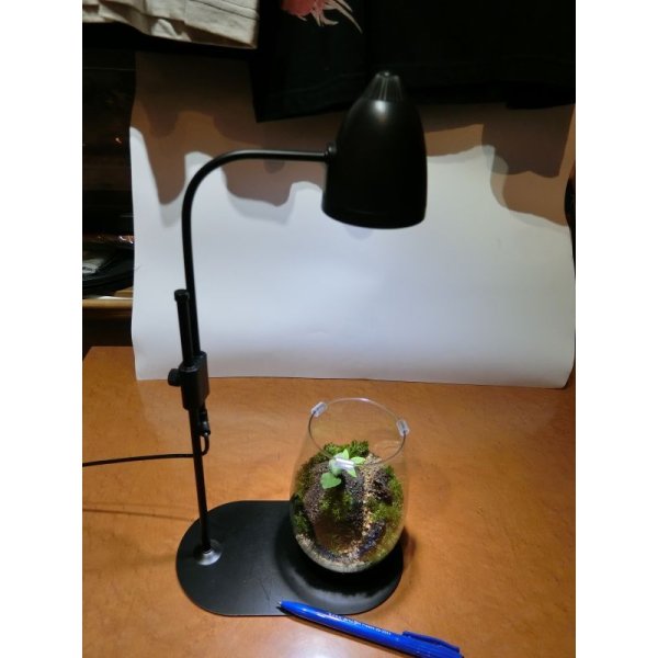 画像12: 作製キット　苔テラリウム　青　金魚鉢 (12)